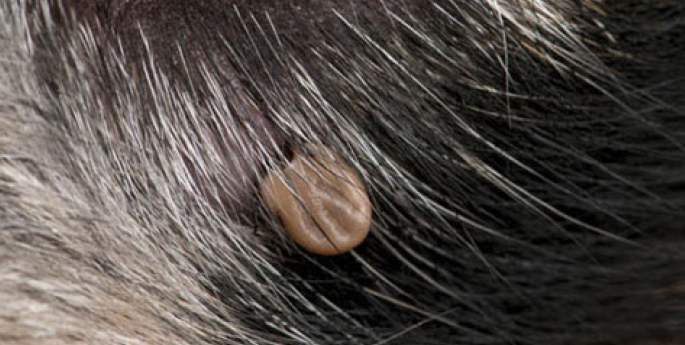 A close up of a dog's eye.