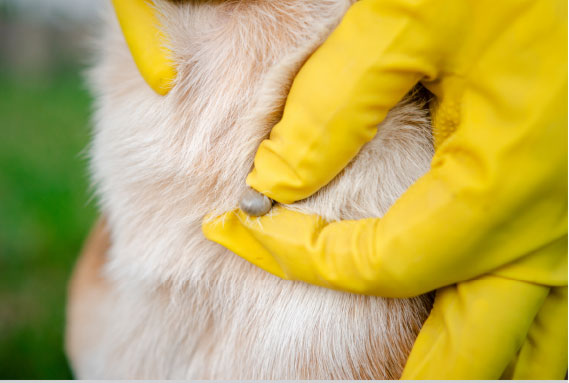 A person wearing yellow gloves is holding a dog's neck.