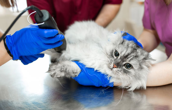 A cat being groomed by a veterinarian.