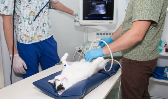 A white cat is being examined by a vet.