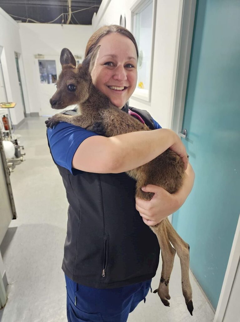 Misty is holding a baby kangaroo at the Vet Hospital.